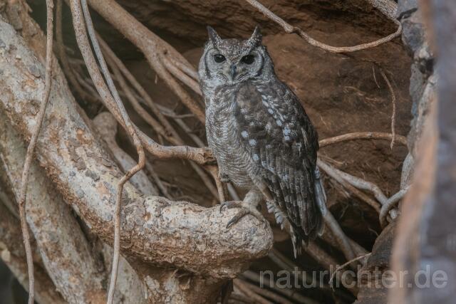 W24881 Fleckenuhu,Spotted Eagle-Owl