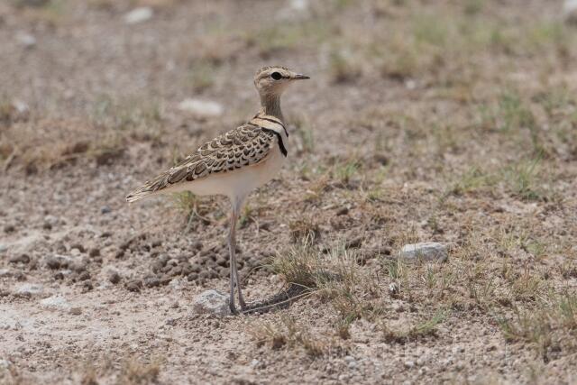 W24979 Doppelband-Rennvogel,Double-banded Courser