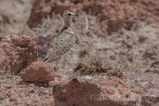W24980 Doppelband-Rennvogel,Double-banded Courser