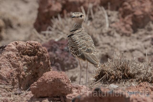 W24981 Doppelband-Rennvogel,Double-banded Courser