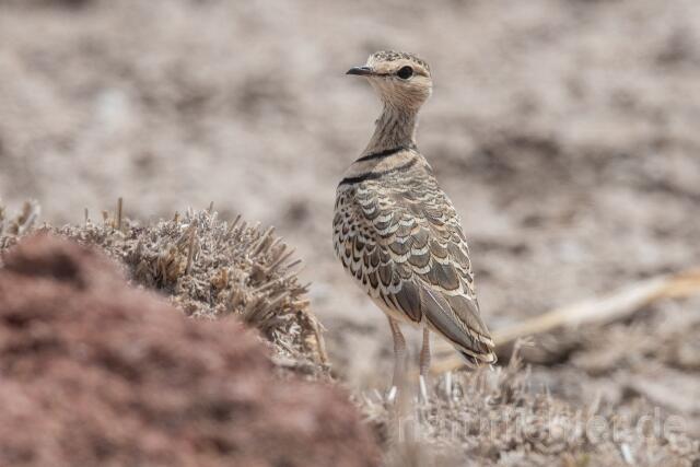 W24982 Doppelband-Rennvogel,Double-banded Courser