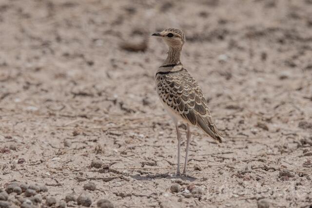 W24983 Doppelband-Rennvogel,Double-banded Courser