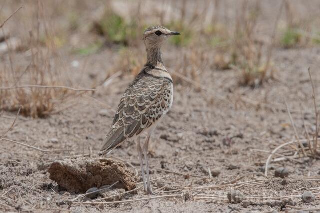 W24984 Doppelband-Rennvogel,Double-banded Courser