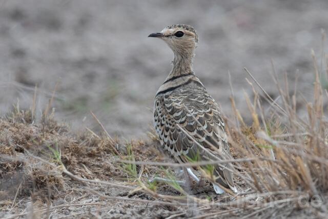 W24985 Doppelband-Rennvogel,Double-banded Courser