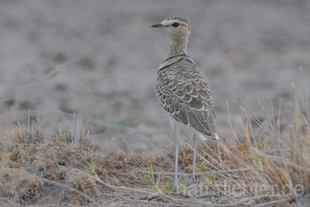 W24986 Doppelband-Rennvogel,Double-banded Courser