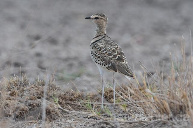 W24988 Doppelband-Rennvogel,Double-banded Courser