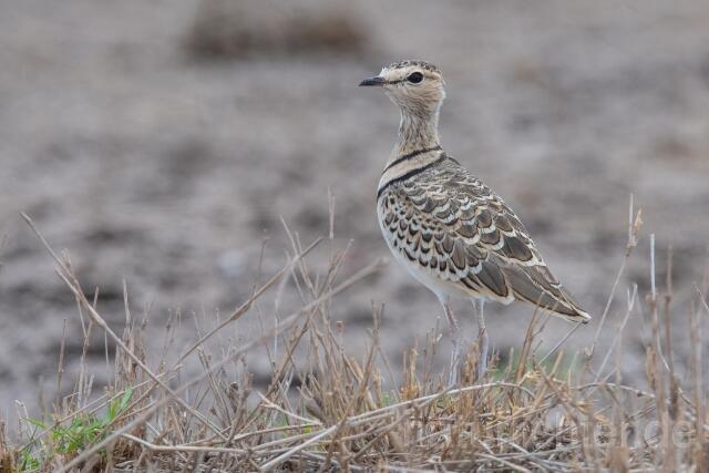 W24989 Doppelband-Rennvogel,Double-banded Courser