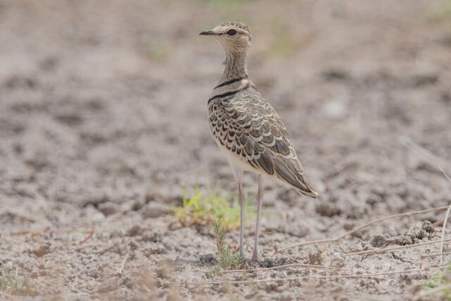 W24990 Doppelband-Rennvogel,Double-banded Courser