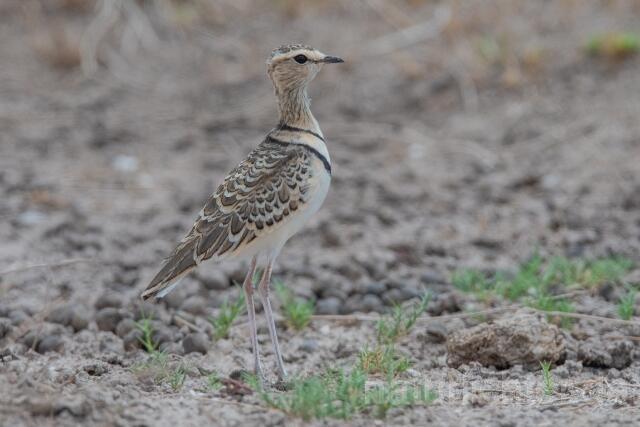 W24991 Doppelband-Rennvogel,Double-banded Courser