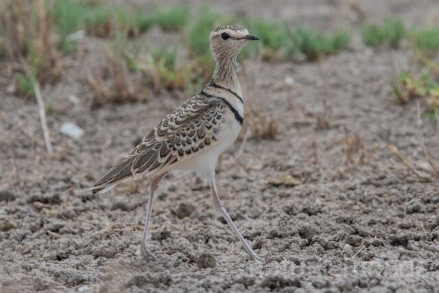 W24992 Doppelband-Rennvogel,Double-banded Courser