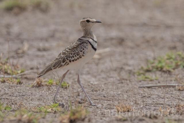 W24993 Doppelband-Rennvogel,Double-banded Courser
