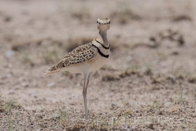 W24994 Doppelband-Rennvogel,Double-banded Courser