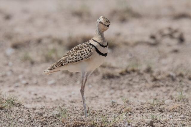 W24995 Doppelband-Rennvogel,Double-banded Courser