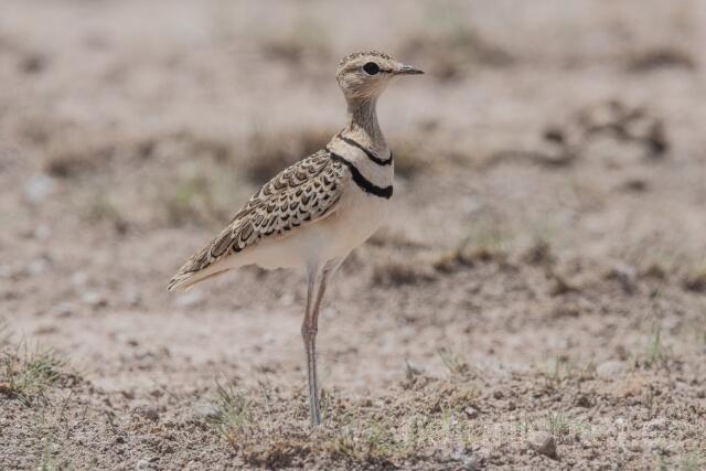 W24996 Doppelband-Rennvogel,Double-banded Courser