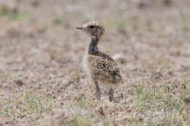 W24997 Doppelband-Rennvogel,Double-banded Courser