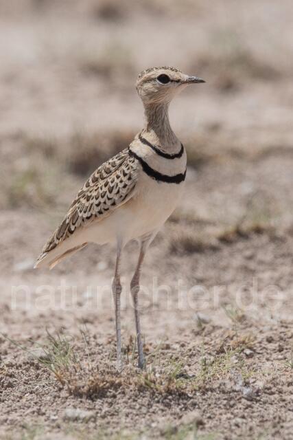 W24998 Doppelband-Rennvogel,Double-banded Courser
