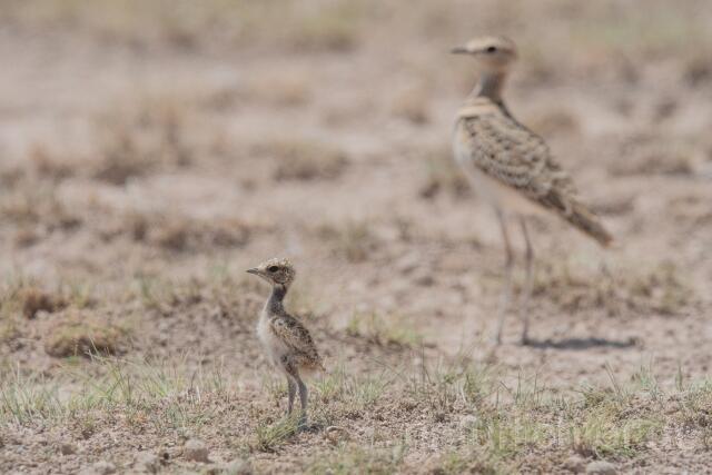 W25000 Doppelband-Rennvogel,Double-banded Courser