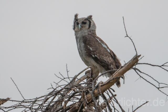 W25011 Blassuhu,Verreaux's Eagle-Owl