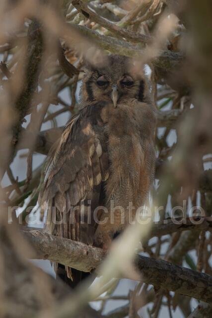 W25014 Blassuhu,Verreaux's Eagle-Owl
