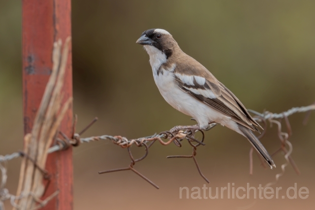 W25130 Weißbrauenweber,White-browed Sparrow-Weaver - Peter Wächtershäuser