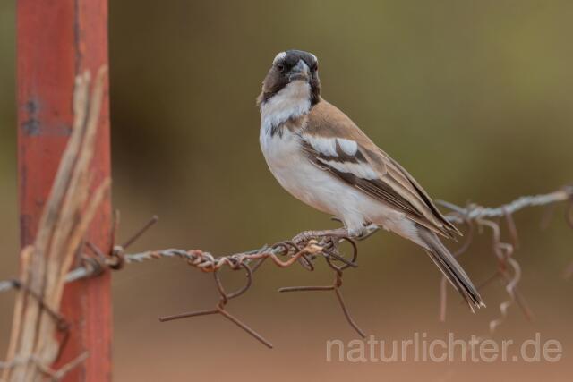 W25132 Weißbrauenweber,White-browed Sparrow-Weaver - Peter Wächtershäuser