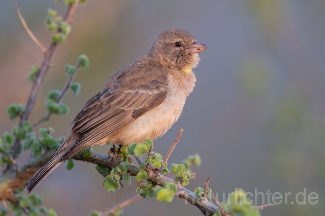 W25277 Sahelsteinsperling,Yellow-spotted Bush Sparrow,Yellow-spotted Petronia - Peter Wächtershäuser