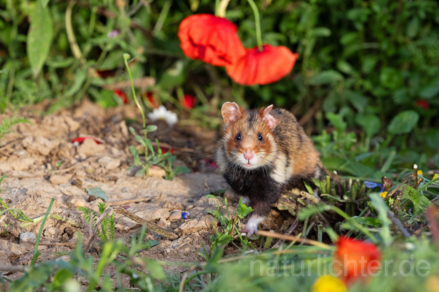 R16559 Feldhamster, European Hamster