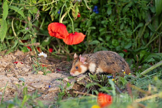 R16558 Feldhamster, European Hamster