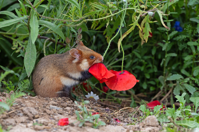 R16561 Feldhamster frisst Klatschmohn, European Hamster