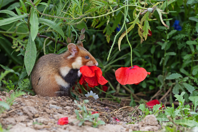 R16562 Feldhamster frisst Klatschmohn, European Hamster