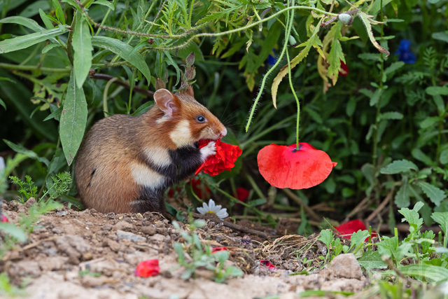 R16563 Feldhamster frisst Klatschmohn, European Hamster