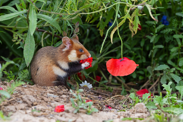 R16564 Feldhamster frisst Klatschmohn, European Hamster