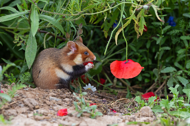 R16565 Feldhamster frisst Klatschmohn, European Hamster