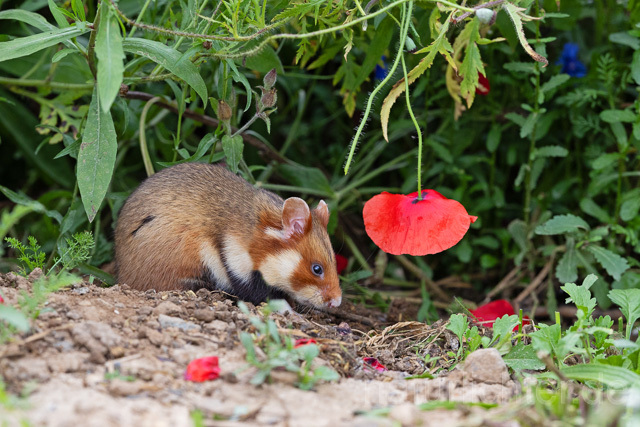 R16566 Feldhamster frisst Klatschmohn, European Hamster