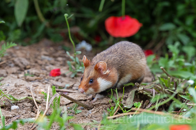 R16567 Feldhamster, European Hamster