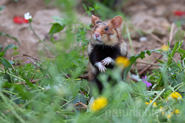 R16568 Feldhamster, European Hamster