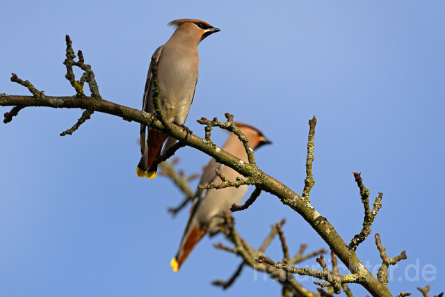 R16541 Seidenschwanz, Bohemian waxwing, Thüringen