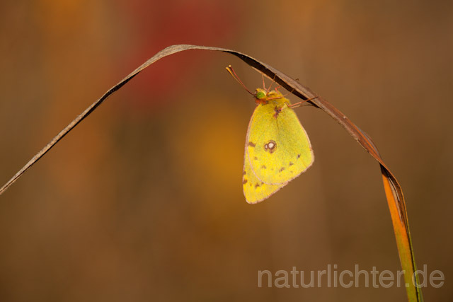 R10555 Goldene Acht, Pale Clouded Yellow