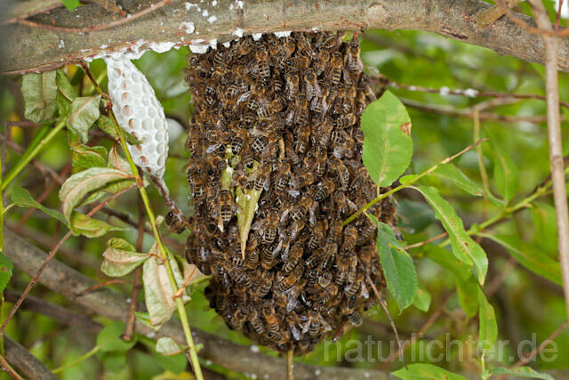 R10633 Entflogenes Bienenvolk, Westliche Honigbiene - Christoph Robiller