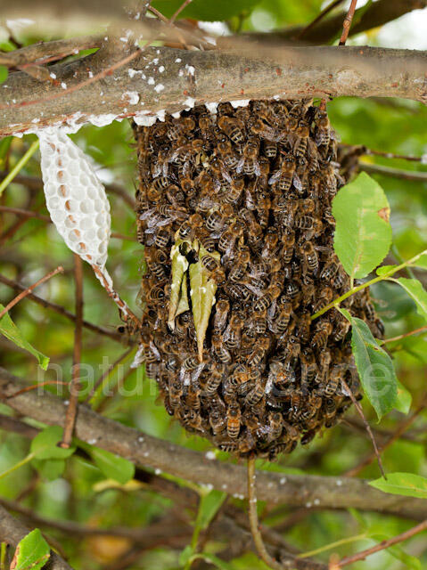 R10634 Entflogenes Bienenvolk, Westliche Honigbiene - Christoph Robiller