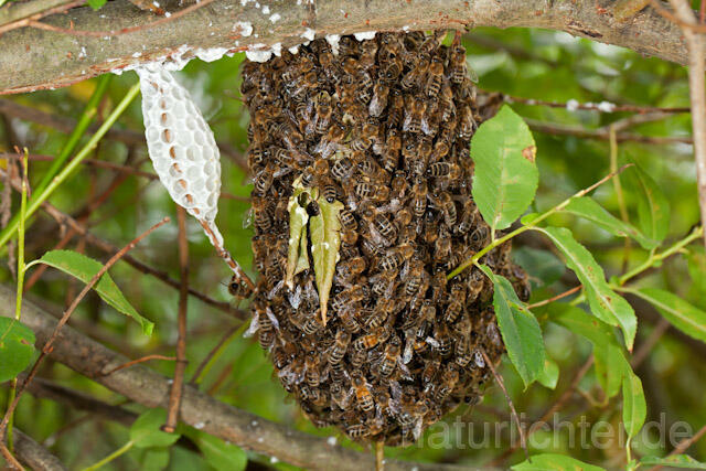 R10635 Entflogenes Bienenvolk, Westliche Honigbiene - Christoph Robiller