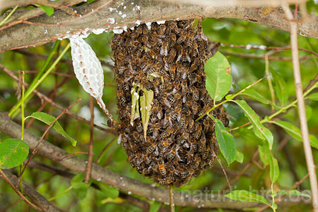 R10636 Entflogenes Bienenvolk, Westliche Honigbiene - Christoph Robiller