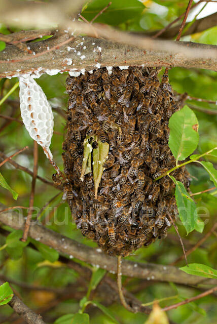 R10637 Entflogenes Bienenvolk, Westliche Honigbiene - Christoph Robiller