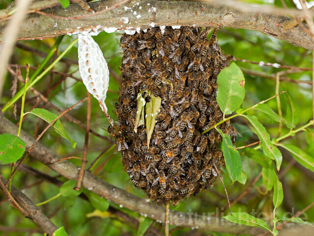 R10638 Entflogenes Bienenvolk, Westliche Honigbiene - Christoph Robiller