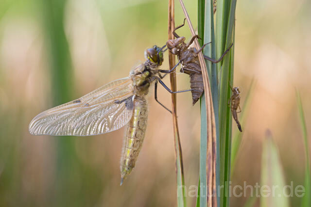 R12356 Vierfleck, Four-Spotted Chaser, Schlupf - Christoph Robiller