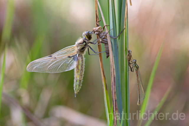 R12357 Vierfleck, Four-Spotted Chaser, Schlupf - Christoph Robiller