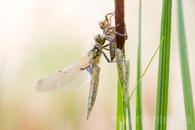 R12359 Vierfleck, Four-Spotted Chaser, Schlupf - Christoph Robiller