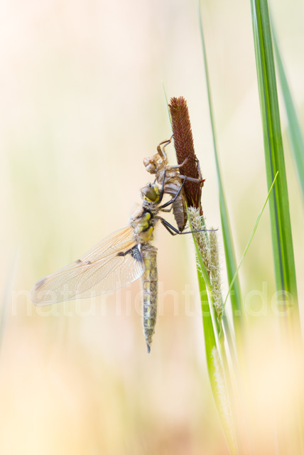 R12360 Vierfleck, Four-Spotted Chaser, Schlupf - Christoph Robiller