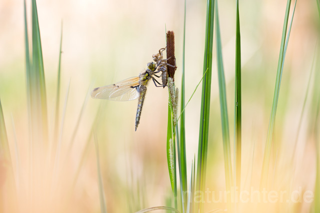 R12361 Vierfleck, Four-Spotted Chaser, Schlupf - Christoph Robiller