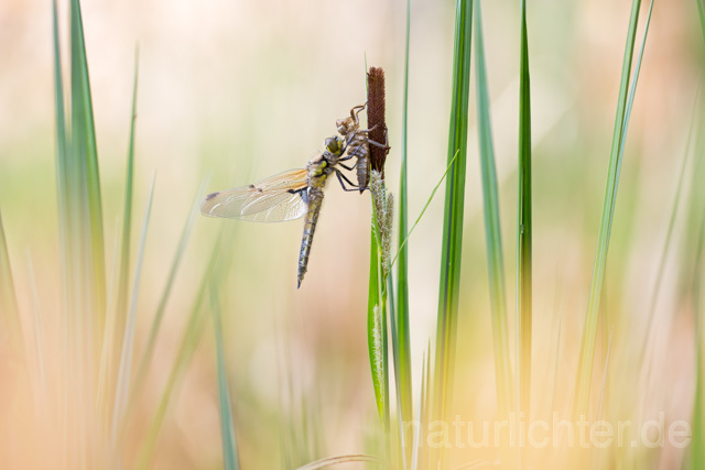 R12362 Vierfleck, Four-Spotted Chaser, Schlupf - Christoph Robiller
